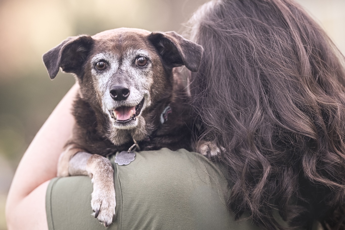 A grey-muzzled senior dog resting on a woman's shoulder, looking toward the camera